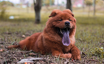 Chow Chow, Dog breed, Barxbuddy HD wallpaper