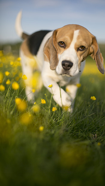 Dogs, Beagle Cute Dog HD phone wallpaper