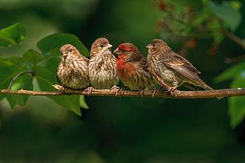 Animals, Birds, Branch, Family, Finches HD wallpaper