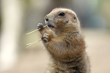 Utah Prairie Dog, Cute animal, Active burrower, Wildlife graphy HD wallpaper