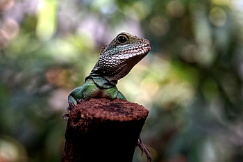 Animals, Lizard, Reptile, Amphibian HD wallpaper