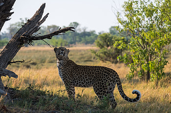 Animals, Grass, Leopard, Big Cat HD wallpaper