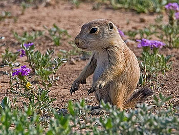 Cute Animal, animal, cool, cute HD wallpaper