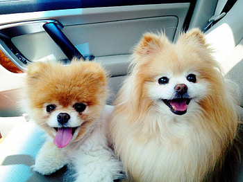 Animals, Dogs, Car, Beautiful HD wallpaper