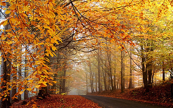 Landscape, Roads, Autumn HD wallpaper