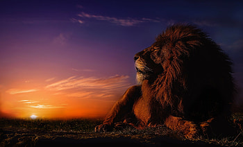 Lion , Captivating visuals, Exquisite details, Majestic presence HD wallpaper