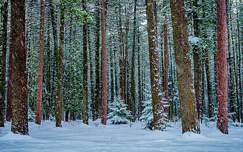 Winter Forest, winter, red pines, tree trunks, snow, branches, trees, Pinus resinosa, trunks, forest HD wallpaper