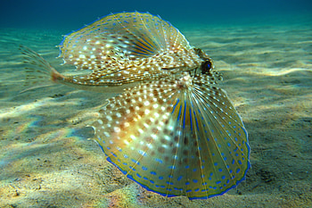 Animals, Fishes HD wallpaper