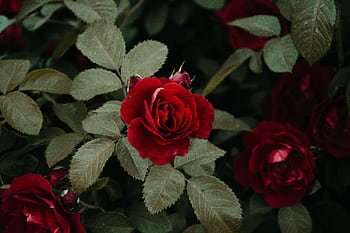 A breathtaking close-up of red roses in full bloom surrounded by lush green leaves. HD wallpaper