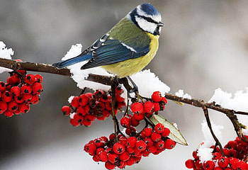 Cute Li'l Bird, cute, good, bird, nice HD wallpaper