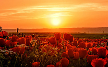 Flower Field, field, sky, nature, flowers, sunset HD wallpaper