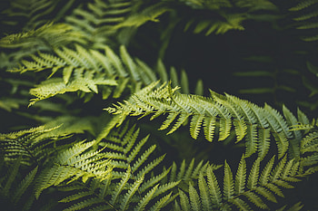 Fresh, bright leaf, green leaf HD wallpaper