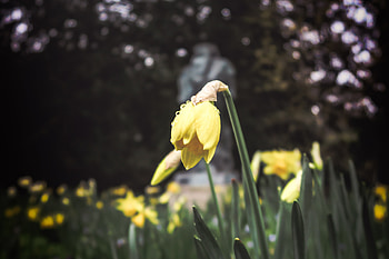 Flower, Macro, Flower Bed, Flowerbed, Spring, Narcissus HD wallpaper