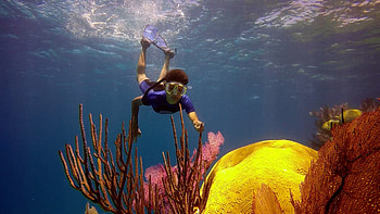 diving, Sports, Natural Born divers, Shearwater Research HD wallpaper