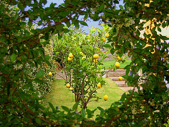 trough the hole, lemon, garden, beautiful, home, tree HD wallpaper