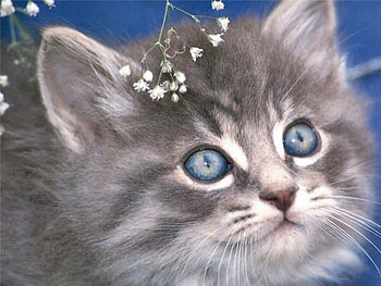 Blue Eyes, blue, kitten, eyes, gray HD wallpaper