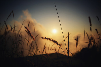 Grass Silhouette At Evening, grass, silhouette, evening, dusk, dawn, nature HD wallpaper