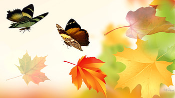 Butterflies, Wings, Leaves, Autumn, College HD wallpaper