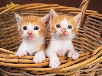 Animals, Couple, Pair, Kittens, Look HD wallpaper