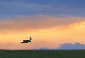 :), animal, running, antelope, silhouette, sunset HD wallpaper