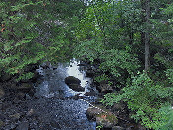 Forest And A Creek, Creek, graphy, Rocks, Forest, Trees, Nature HD wallpaper