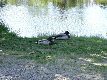 untitle, sunny, ducks, water, rock HD wallpaper