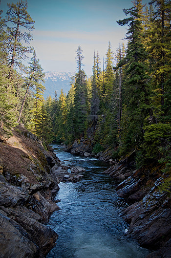 Nature, Rivers, Forest, Spruce, Fir, Lumps, Blocks HD phone wallpaper