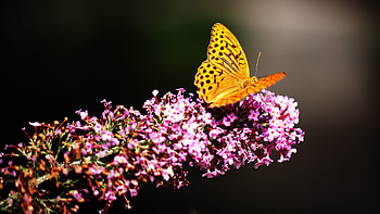 Beautiful Butterfly , butterfly, animals HD wallpaper