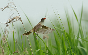 Animals, Grass, Bird, Flight HD wallpaper