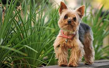 *** Yorkshire terrier ***, dog, animal, dogs, animals HD wallpaper