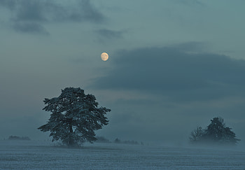 Nature, Trees, Twilight, Moon, Bush, Dusk, Evening HD wallpaper