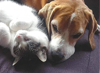 Sleeping cat and dog, cute cat and dog, cat and dog, sleeping HD wallpaper