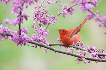 Red Piranga, bird, one, piranga, red, nature, pasari, tanager HD wallpaper
