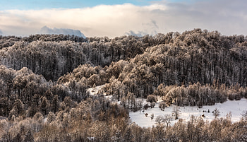 Nature, Trees, Snow, Vertex, Top HD wallpaper