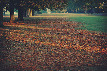 Nature, Autumn, Leaves, Land, Earth, Stripes, Streaks HD wallpaper
