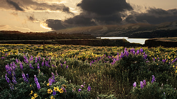 Purple Flowers Grass Field Green Trees River Dark Clouds Blue Sky Nature HD wallpaper