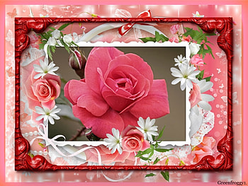 BEAUTIFUL ROSE, FLOWER, ROSE, BEAUTIFUL, PINK HD wallpaper