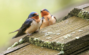Animals, Birds, Couple, Pair, Care HD wallpaper