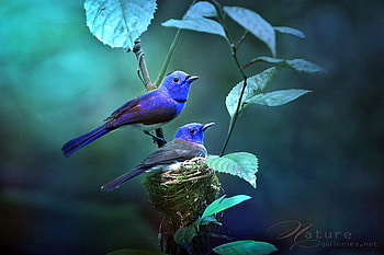 Sapphire pair, blue, branch, black, birds, leaves, green, pair HD wallpaper