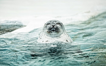 Graceful seals, Ocean dwellers, Playful creatures, Marine wildlife HD wallpaper