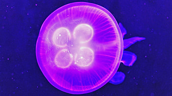 Moon Jellyfish, animal, Jellyfish, moon, ocean HD wallpaper