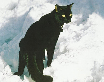 Black cat, black, cute, cat, feline, paws HD wallpaper