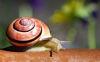 Macro, Branch, Snail HD wallpaper