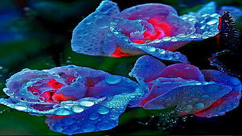 Love Glow In Heart, tenderness, loving, roses, glow, caring, beauty, flower, sweetness, romantic HD wallpaper