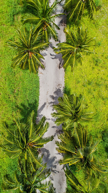Nature, Palms, View From Above, Path, Tropics HD phone wallpaper