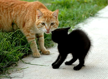 Scared Cat, other, grass, cat, fun HD wallpaper