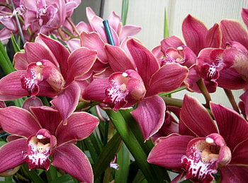Flowers, Beauty, Greens, Orchids HD wallpaper