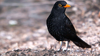 Common Blackbird, Blackbird , Top backgrounds, Feathered creature HD wallpaper
