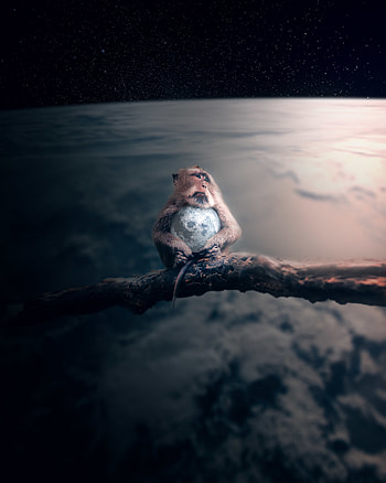 Animals, Universe, Monkey, Planet, hop HD phone wallpaper