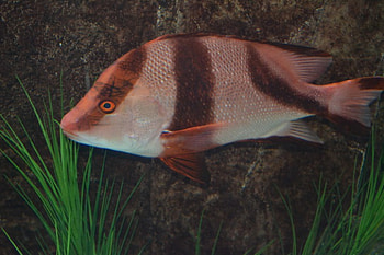 Big Striped fish, striped fish, big, tropical, fish, aquarium HD wallpaper